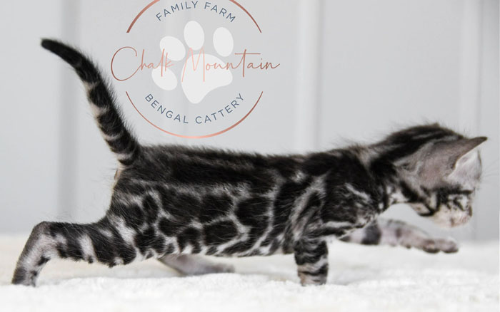 Bengal Kitten For Sale